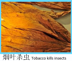制氮機(jī)應(yīng)用-煙葉殺蟲